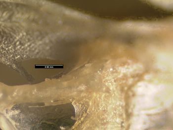 Media type: image;   Herpetology R-57488
